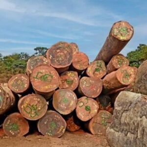 Exploitation du bois du bassin du Congo en Afrique centrale