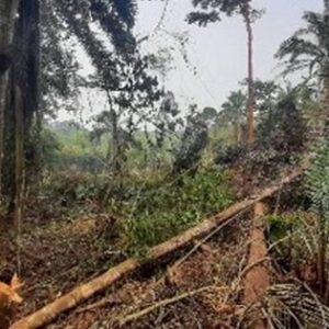 Deforestación en Guinea Ecuatorial bajo la dictadura de Obiang