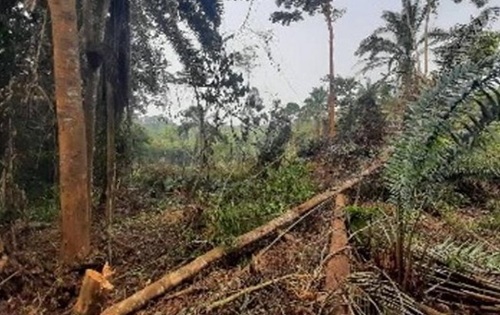 Deforestación en Guinea Ecuatorial bajo la dictadura de Obiang